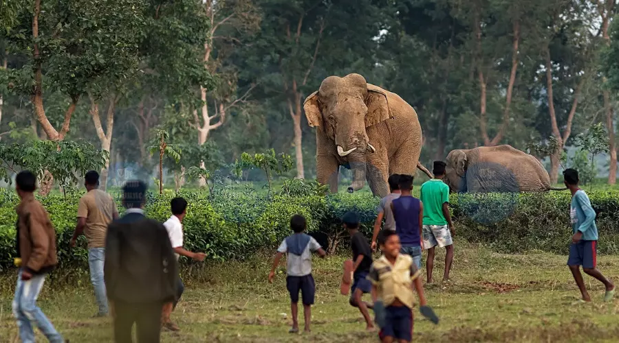 Assam reports 71 human and 41 elephant deaths in rising man–elephant conflict Assam reports 71 human and 41 elephant deaths in rising man–elephant conflict