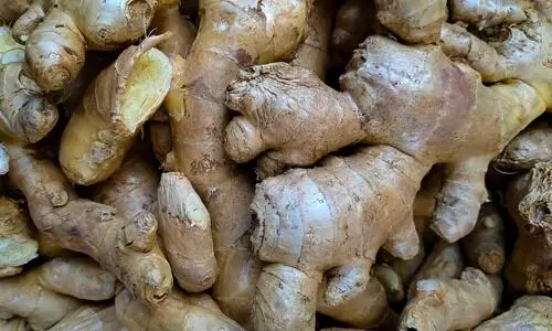 Nagaland University unveils high-yield ginger variety after decade of research