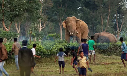 Assam issues new rules, to use AI cameras for monitoring elephants in conflict areas