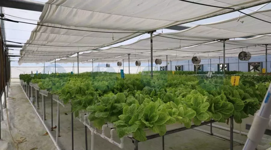 Four tech-savvy youths drive soilless farming revolution in Sualkuchi