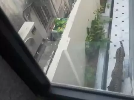 Leopard enters Rajasthan minister’s Jaipur bungalow; search operation underway