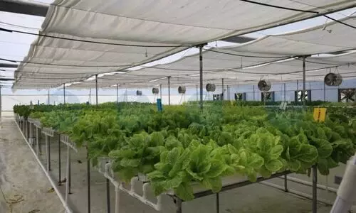 Four tech-savvy youths drive soilless farming revolution in Sualkuchi