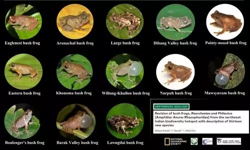 WII Scientists announce discovery of 13 new frog species across Northeast