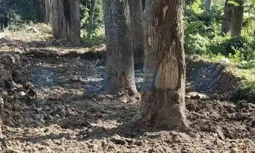 Medical college pipeline under fire as 13 trees wither along key Biswanath stretch