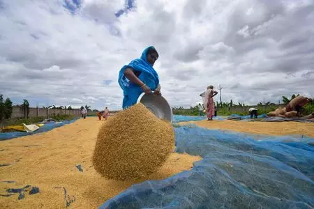 ICAR denies allegations of unfair evaluation of gene-edited rice varieties