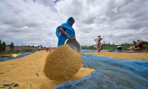 ICAR denies allegations of unfair evaluation of gene-edited rice varieties