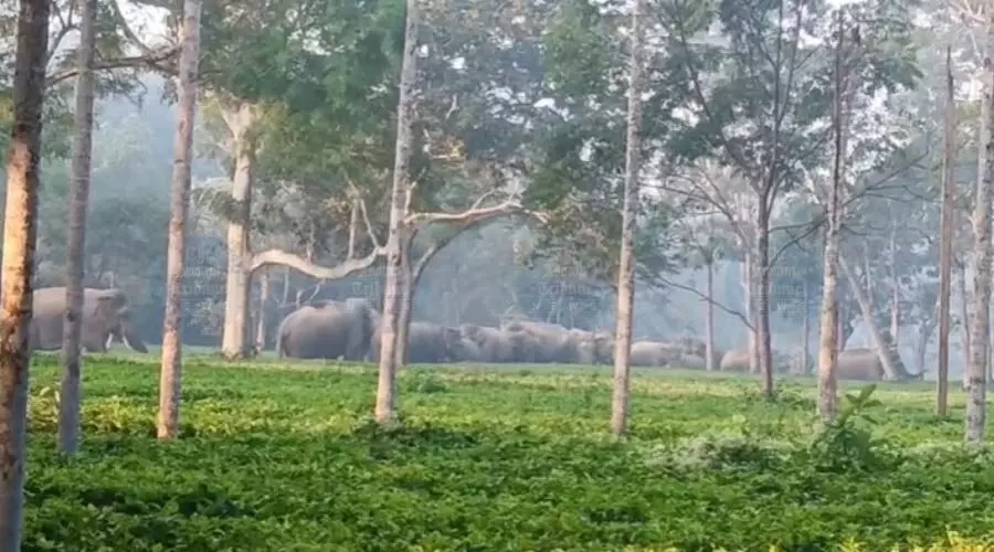 Human–elephant conflict soars in Titabor; residents blame forest dept for inaction