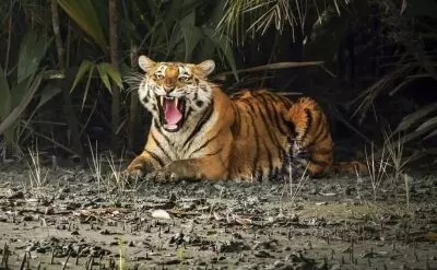 Sundarbans tiger census begins; 1,400+ cameras set for scientific count