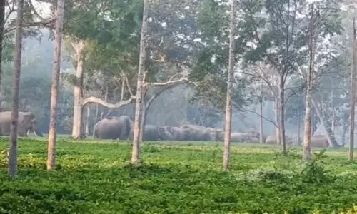 Human–elephant conflict soars in Titabor; residents blame forest dept for inaction