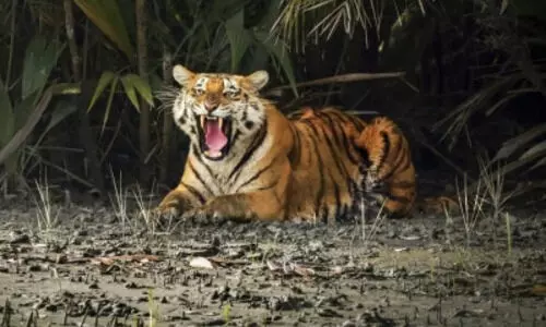 Sundarbans tiger census begins; 1,400+ cameras set for scientific count Sundarbans tiger census begins; 1,400+ cameras set for scientific count