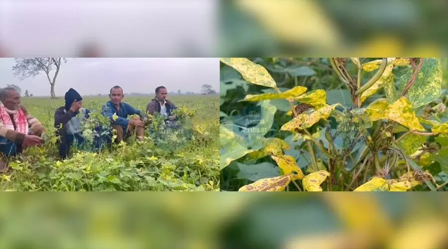 Black-Gram Plant Leaf Disease hits pulse crops in Lakhimpur’s Dhakuakhana
