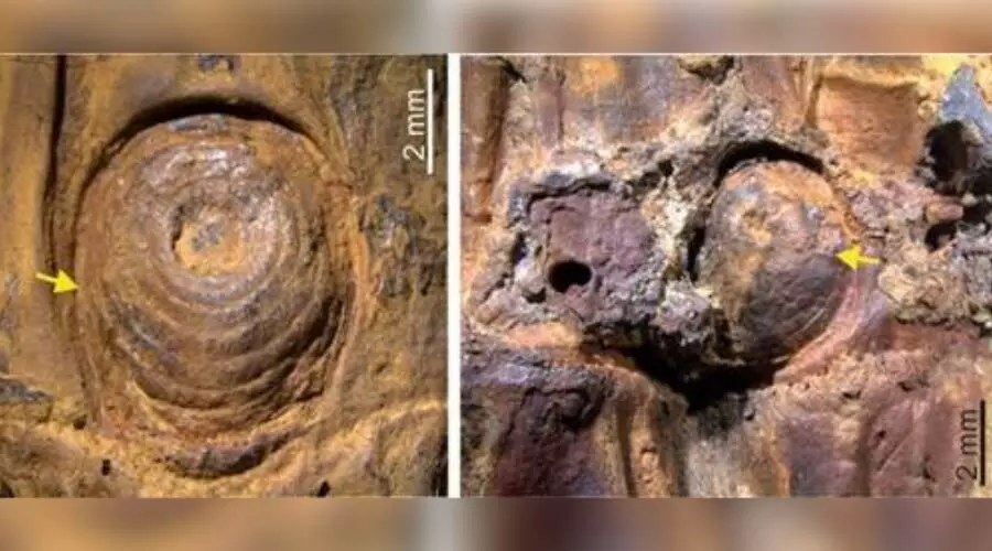 Ice age thorny bamboo fossils discovered in Manipur’s Imphal Valley Ice age thorny bamboo fossils discovered in Manipur’s Imphal Valley