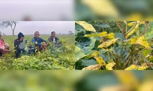 Black-Gram Plant Leaf Disease hits pulse crops in Lakhimpur’s Dhakuakhana