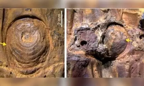 Ice age thorny bamboo fossils discovered in Manipur’s Imphal Valley