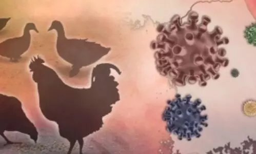 Fever-resistant bird flu strains could be more dangerous to humans