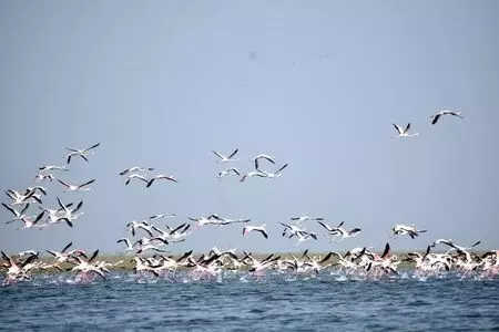 New roosting, breeding sites for migratory birds spotted in Chennai New roosting, breeding sites for migratory birds spotted in Chennai