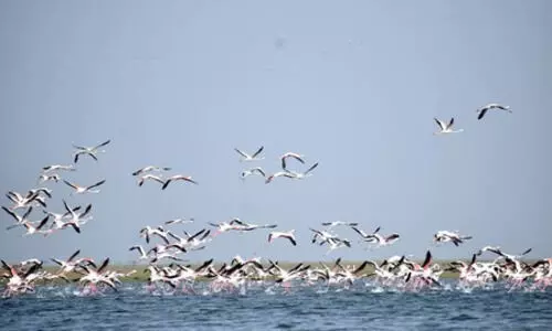 New roosting, breeding sites for migratory birds spotted in Chennai
