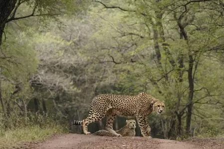 ‘India is proud to host cheetahs’: PM Modi on reviving ecological heritage