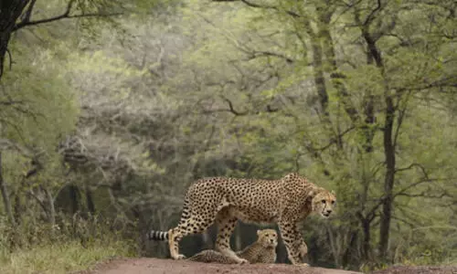 ‘India is proud to host cheetahs’: PM Modi on reviving ecological heritage