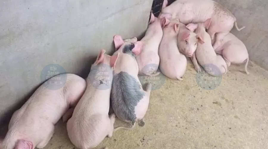 Jorhat DVO urges strict biosecurity as ASF outbreak halts pig trade