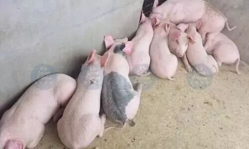 Jorhat DVO urges strict biosecurity as ASF outbreak halts pig trade