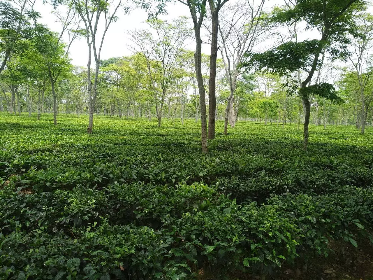 Tinsukia ramps up patta process, orders tea estates to submit worker land data Tinsukia ramps up patta process, orders tea estates to submit worker land data