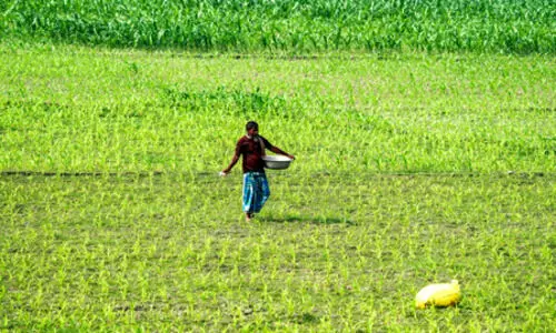 Govt deploys AI tools to boost crop yields and farmer livelihoods