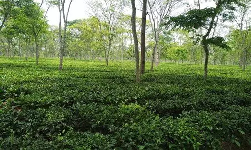 Tinsukia ramps up patta process, orders tea estates to submit worker land data