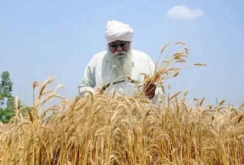 Rabi sowing hits 479 lakh hectares milestone; pulses, wheat drive growth Rabi sowing hits 479 lakh hectares milestone; pulses, wheat drive growth
