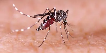 Dengue cases in Manipur rise to 5,502 even as outbreak shows signs of easing Dengue cases in Manipur rise to 5,502 even as outbreak shows signs of easing