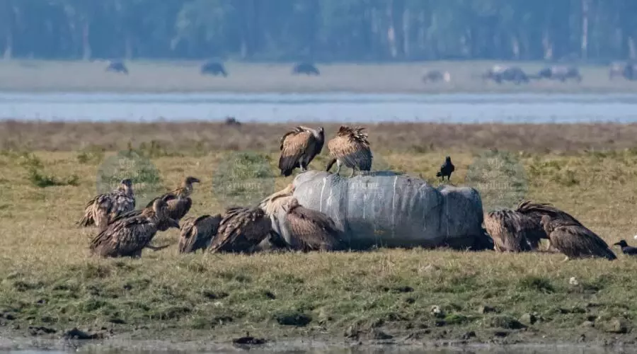 Centre approves transfer of 35 critically endangered vultures to Kaziranga division Centre approves transfer of 35 critically endangered vultures to Kaziranga division