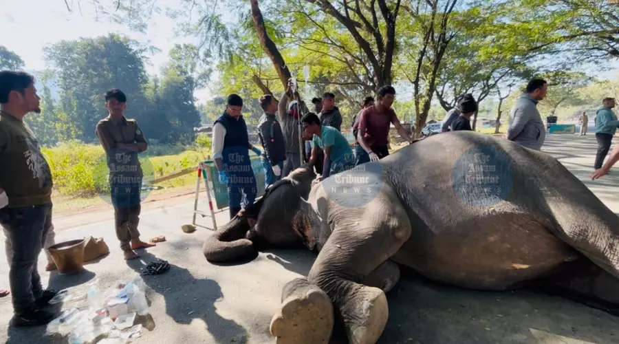 Safari elephant ‘Swarnimoyee’ dies after collapse in Kaziranga’s Bagori Range Safari elephant ‘Swarnimoyee’ dies after collapse in Kaziranga’s Bagori Range