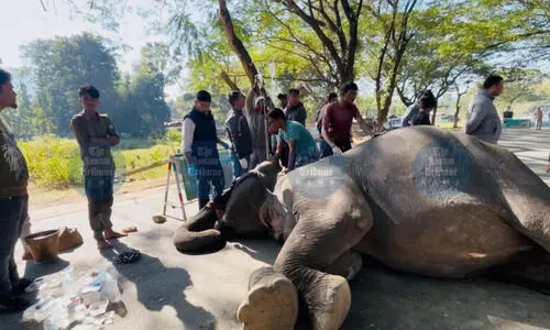 Safari elephant ‘Swarnimoyee’ dies after collapse in Kaziranga’s Bagori Range