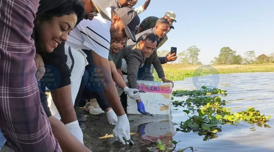 110 black softshell turtle hatchlings released in Kaziranga in conservation push 110 black softshell turtle hatchlings released in Kaziranga in conservation push