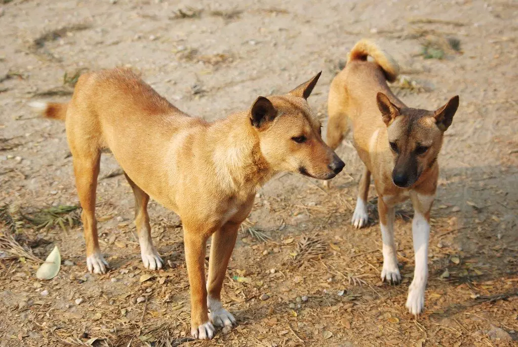 GMC directs schools in Guwahati to remove stray dogs as dog bite cases surge GMC directs schools in Guwahati to remove stray dogs as dog bite cases surge