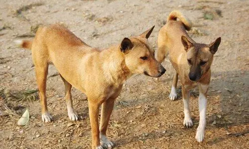 GMC directs schools in Guwahati to remove stray dogs as dog bite cases surge