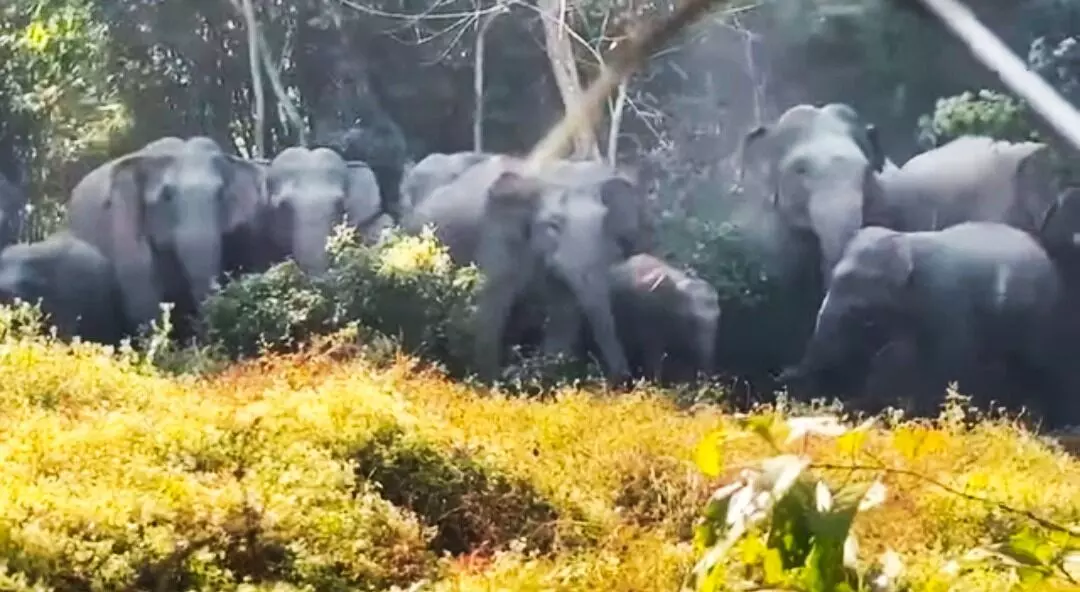 Night raids by wild elephants leave trail of ruin in Palasbari, Rani farmlands Night raids by wild elephants leave trail of ruin in Palasbari, Rani farmlands