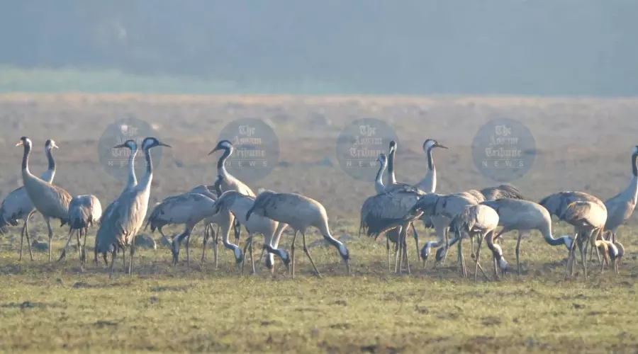 Arimora Chapori becomes winter haven for migratory birds in Tezpur