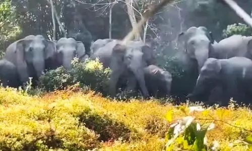 Night raids by wild elephants leave trail of ruin in Palasbari, Rani farmlands