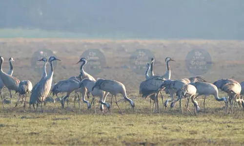 Arimora Chapori becomes winter haven for migratory birds in Tezpur