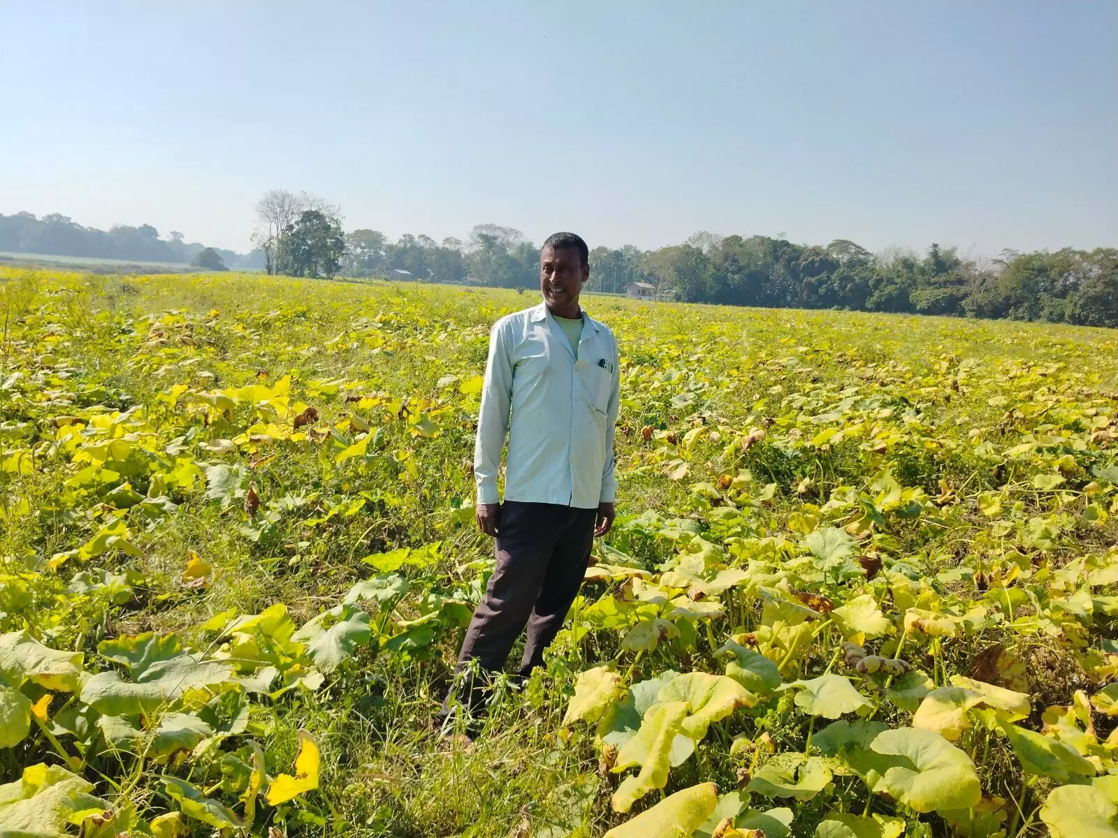 Substandard seeds hit pumpkin farmers in Darrang district, heavy losses reported Substandard seeds hit pumpkin farmers in Darrang district, heavy losses reported