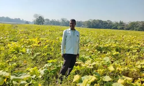 Substandard seeds hit pumpkin farmers in Darrang district, heavy losses reported