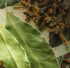 Ayush Expo takes centre stage at second WHO Global Traditional Medicine Summit Ayush Expo takes centre stage at second WHO Global Traditional Medicine Summit