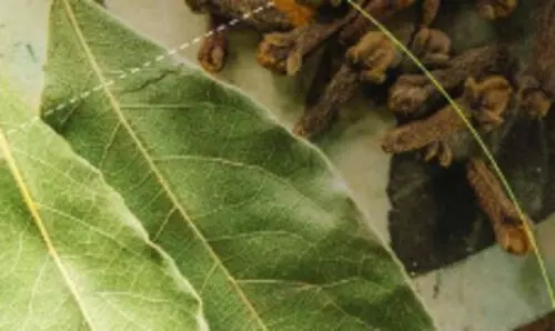 Ayush Expo takes centre stage at second WHO Global Traditional Medicine Summit