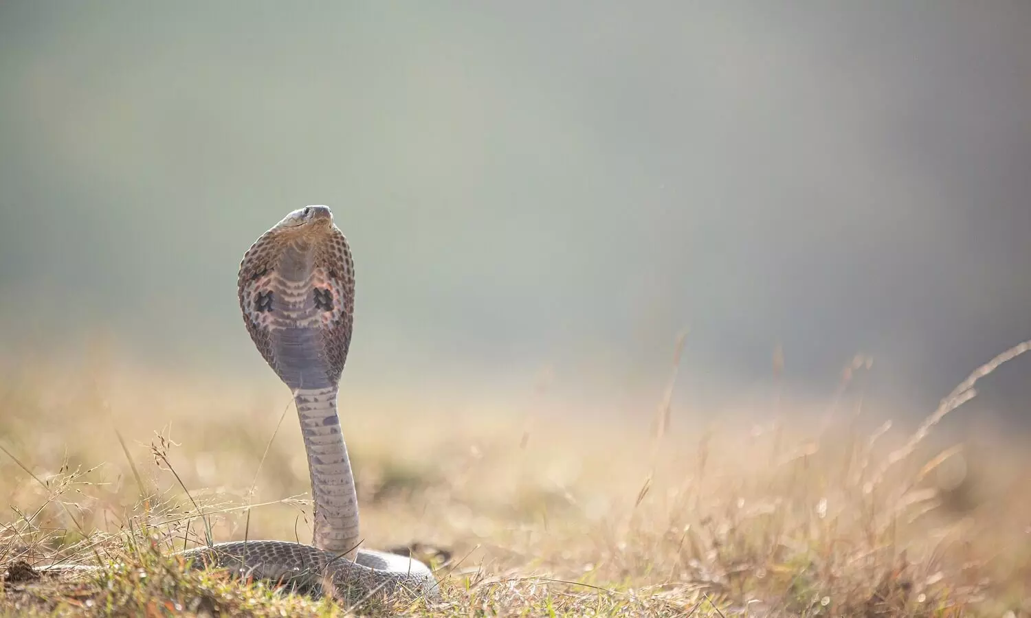Assam reports first confirmed survival after King Cobra bite in Kamrup’s Boko