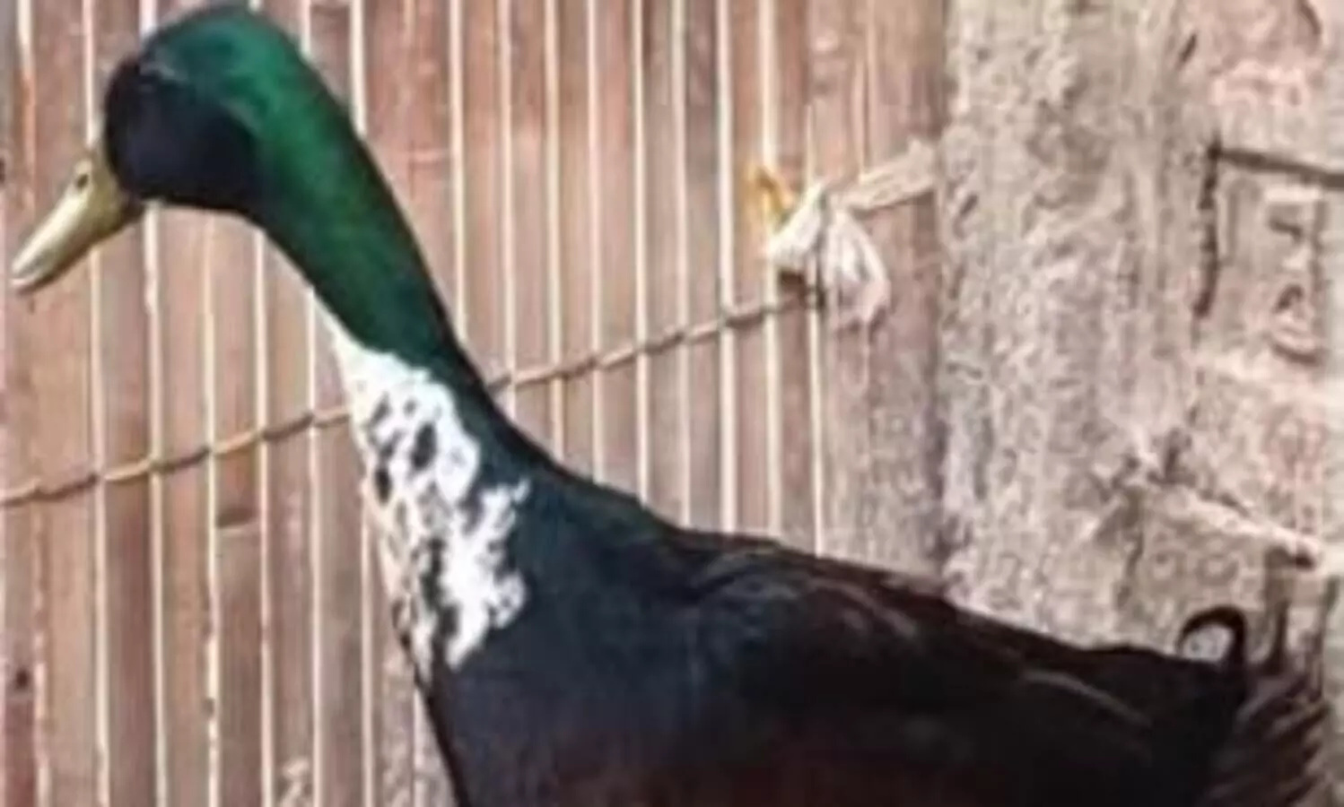 Assam’s Nagi duck, Rajdigheli goose get national recognition by NBAGR