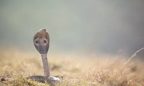 Assam reports first confirmed survival after King Cobra bite in Kamrup’s Boko
