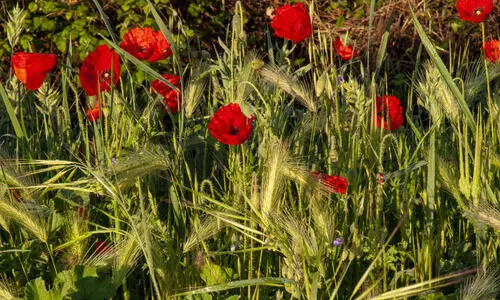 Myanmar opium surge drives sharp rise in heroin trafficking across Northeast India