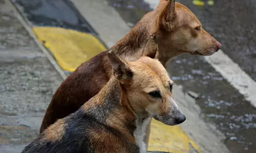 Rights body flags multi-crore dog trafficking racket in Assam, moves police