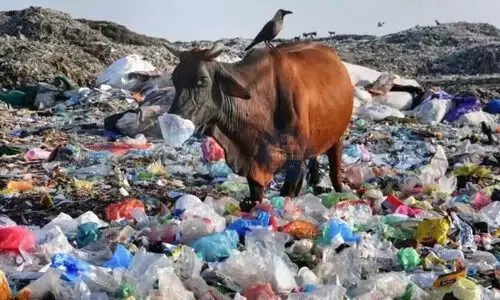 ‘Dry-wet’ waste segregation worsening garbage crisis in Assam: Experts